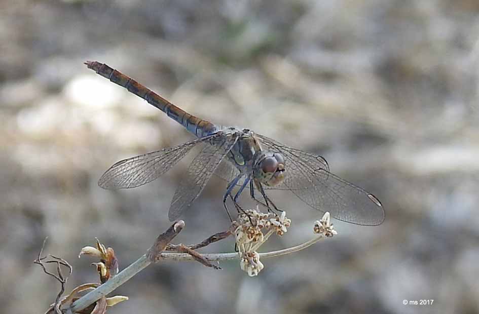 Sympetrum striolatum